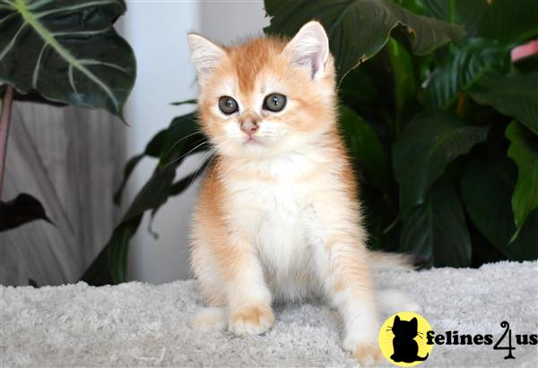 thechubbyfacedcat Picture 3